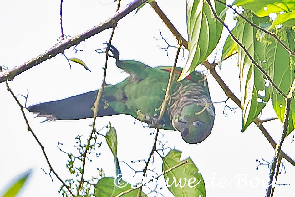 Maroon-tailed Parakeet (Choco) - ML592543341