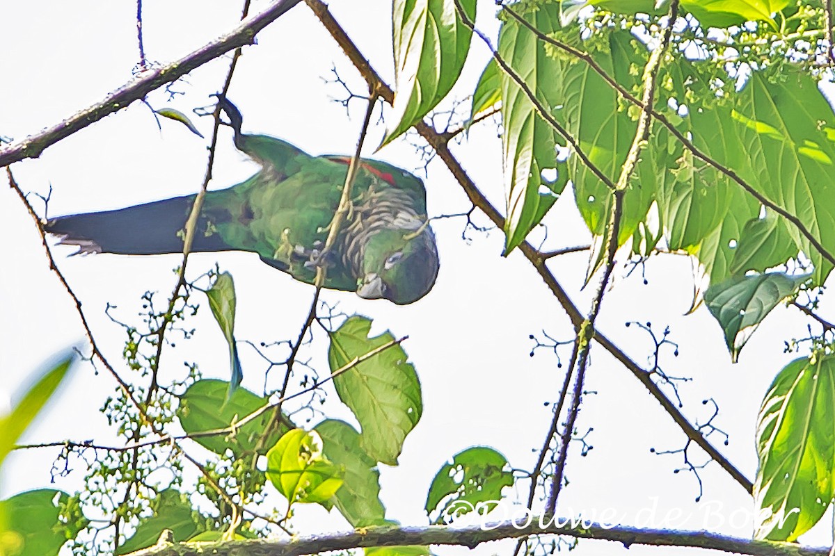 Maroon-tailed Parakeet (Choco) - ML592543351