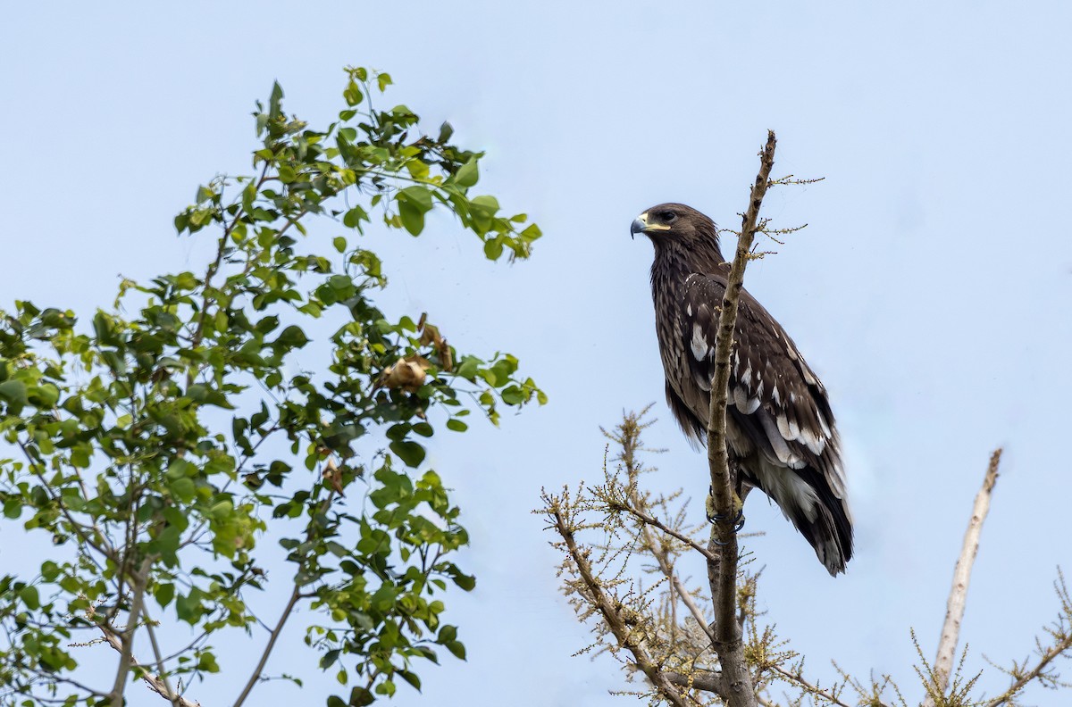 Greater Spotted Eagle - ML592543401
