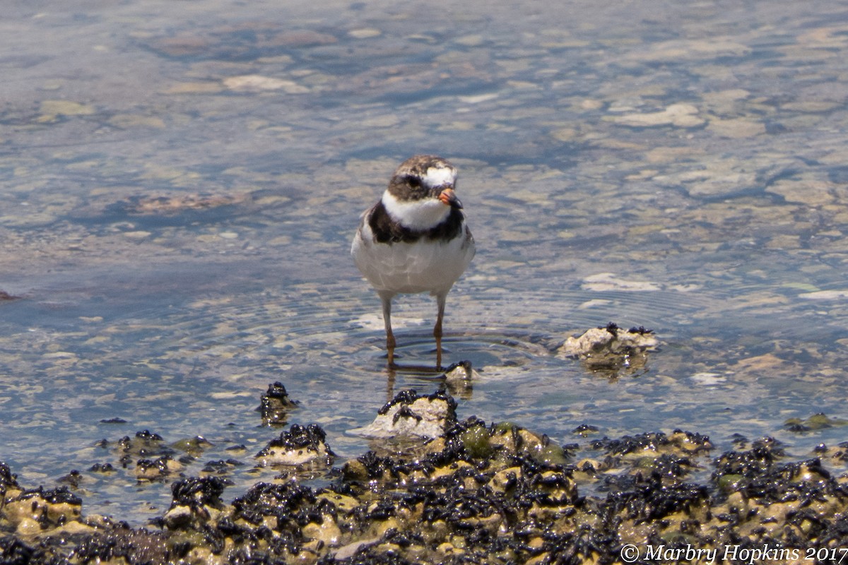 Semipalmated Plover - ML59254471