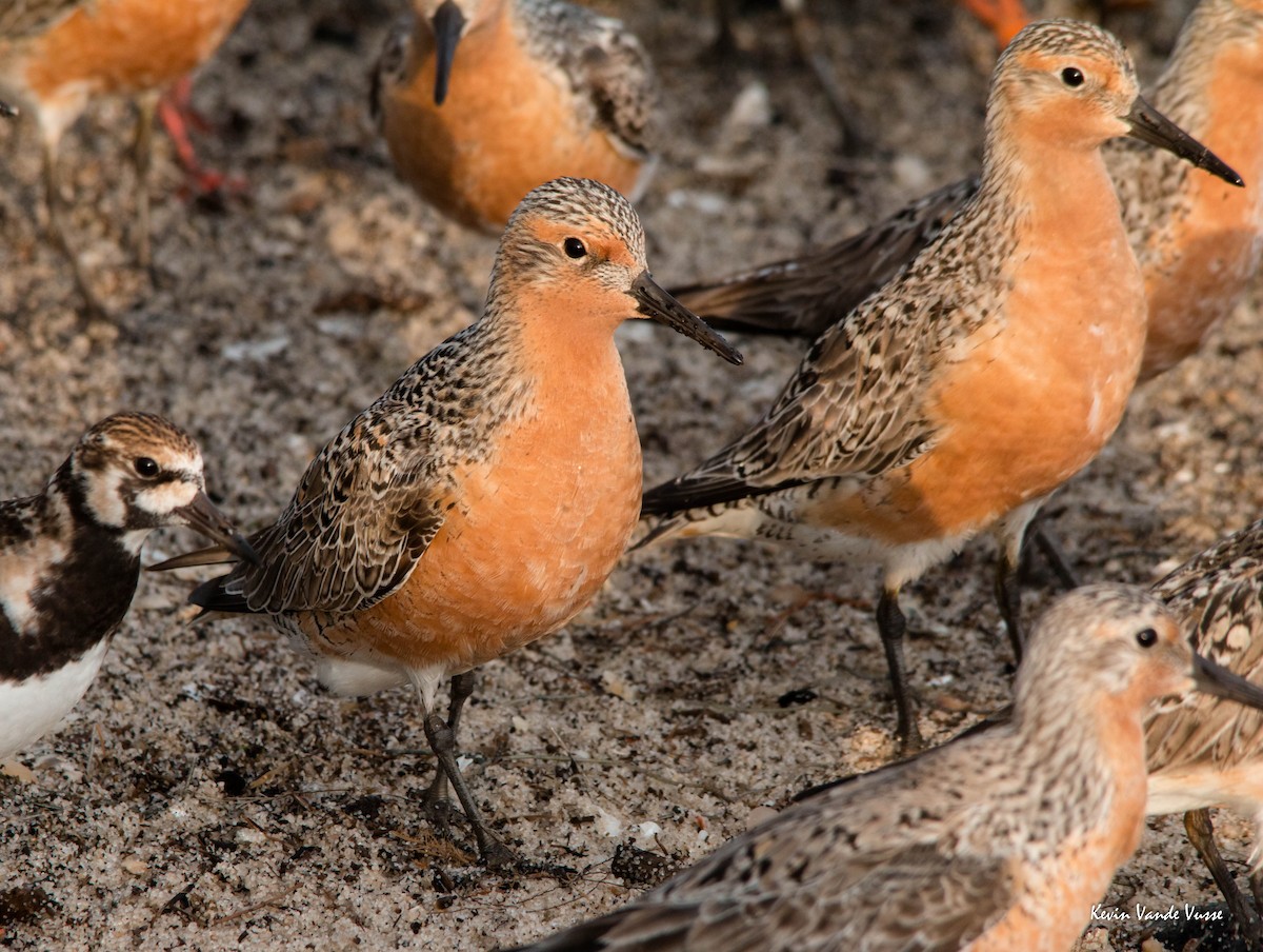 Red Knot - ML59254781
