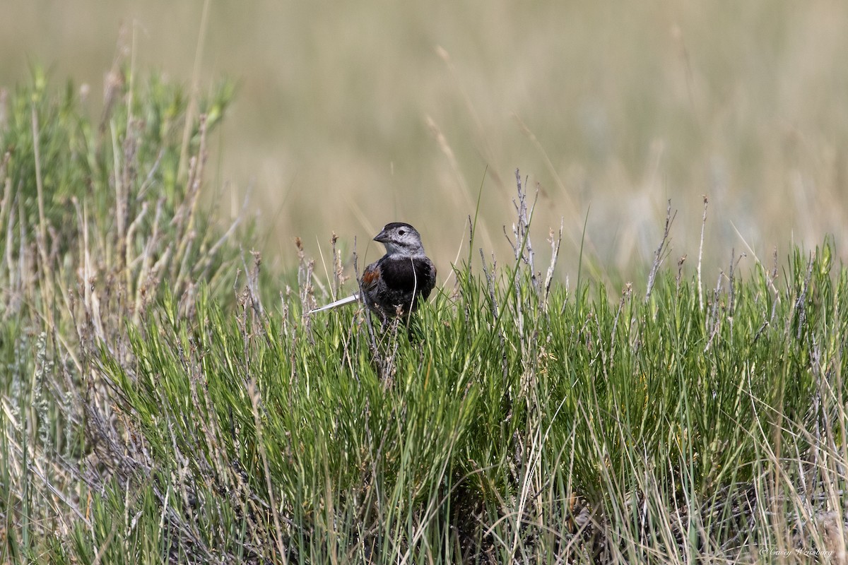 Thick-billed Longspur - ML592559101