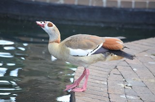 Egyptian Goose, ML592559141