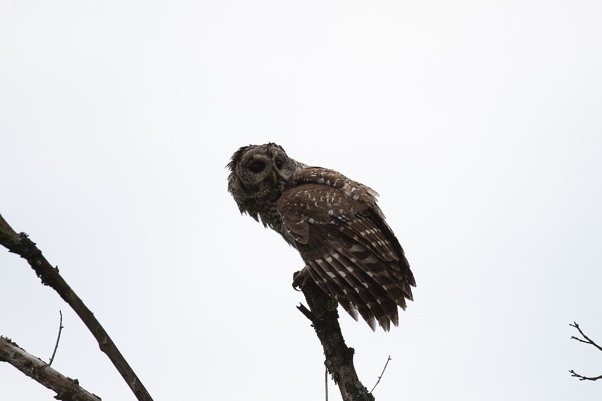 Barred Owl - ML592559571