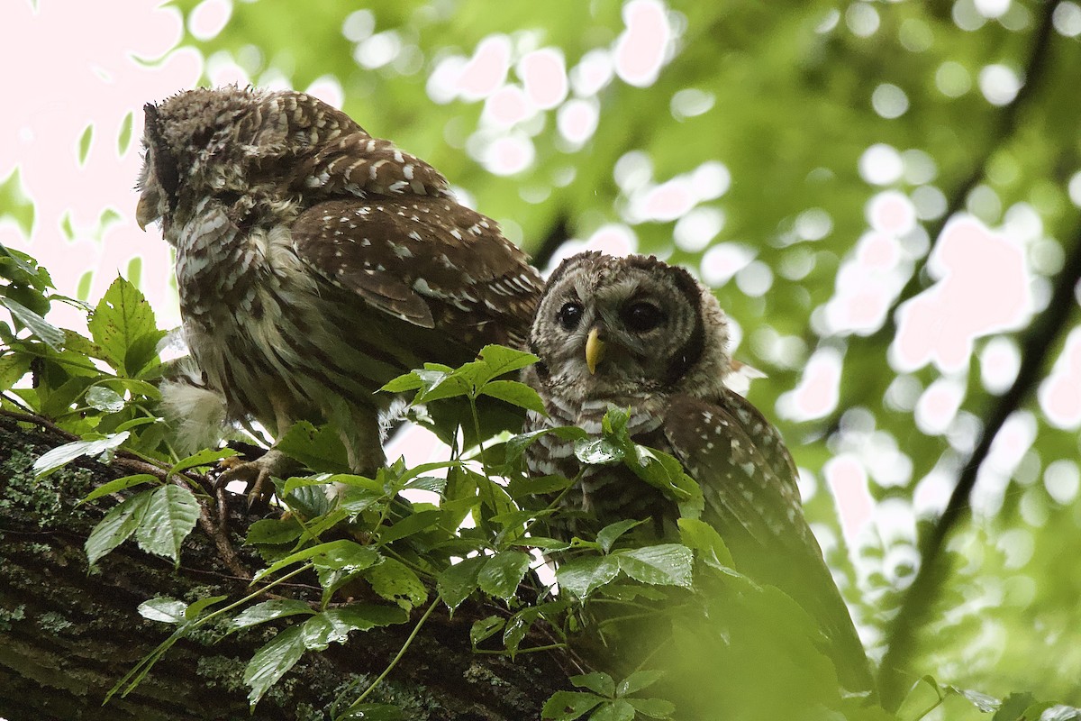 Barred Owl - ML592559591