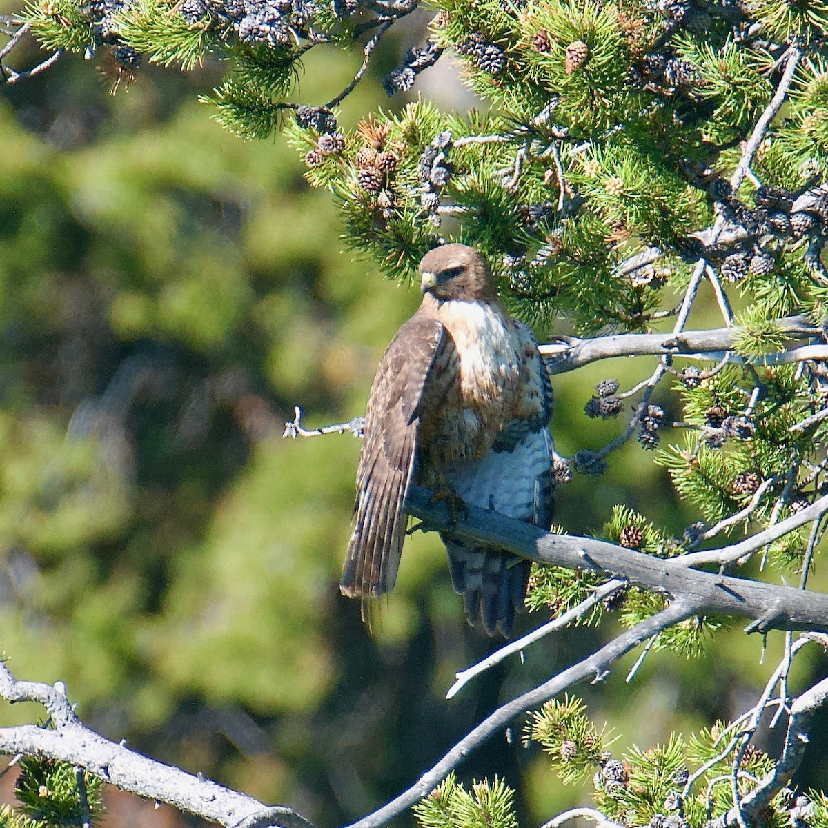 Red-tailed Hawk - ML592561731