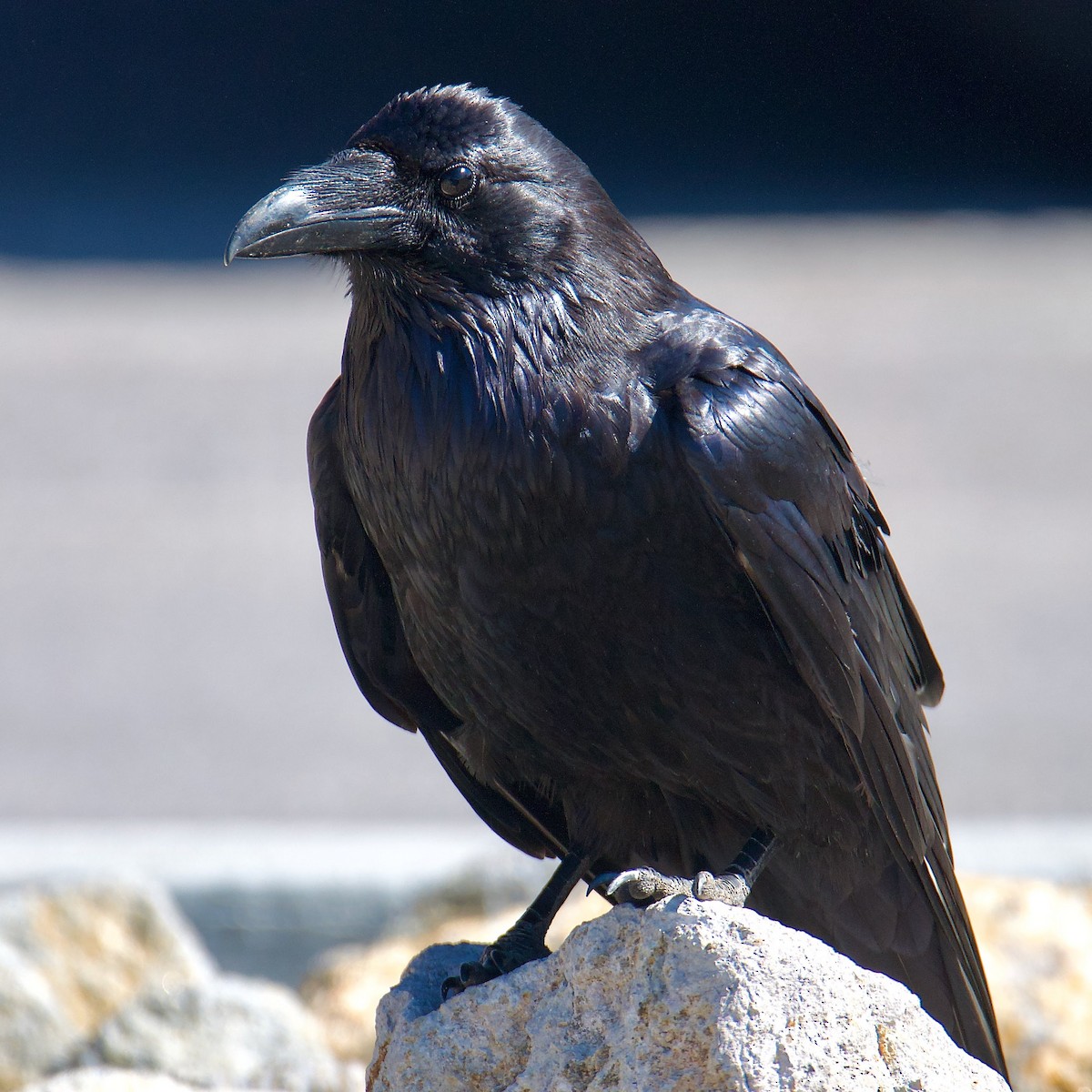Common Raven - ML592561841