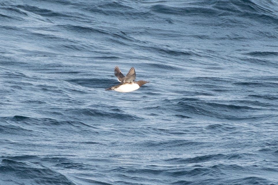 Common Murre at NL--Argentia Ferry--NL portion by Randy Walker