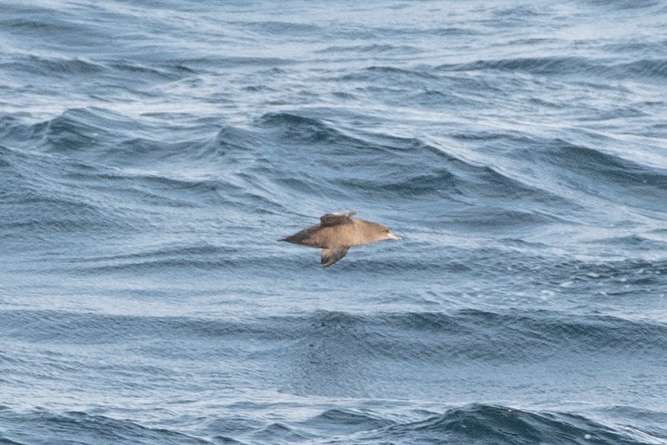 Sooty Shearwater at NL--Argentia Ferry--NL portion by Randy Walker