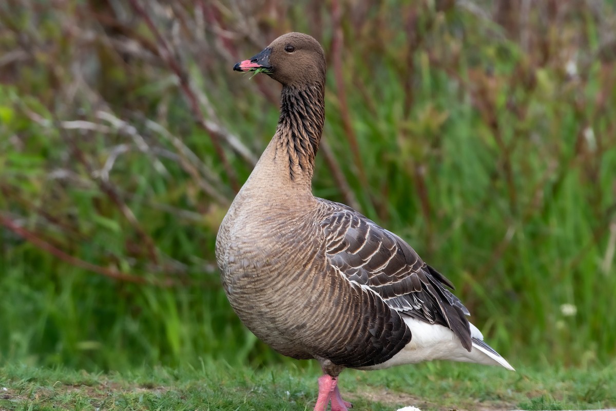 Pink-footed Goose at St. John's--MUN--Burton's Pond by Randy Walker
