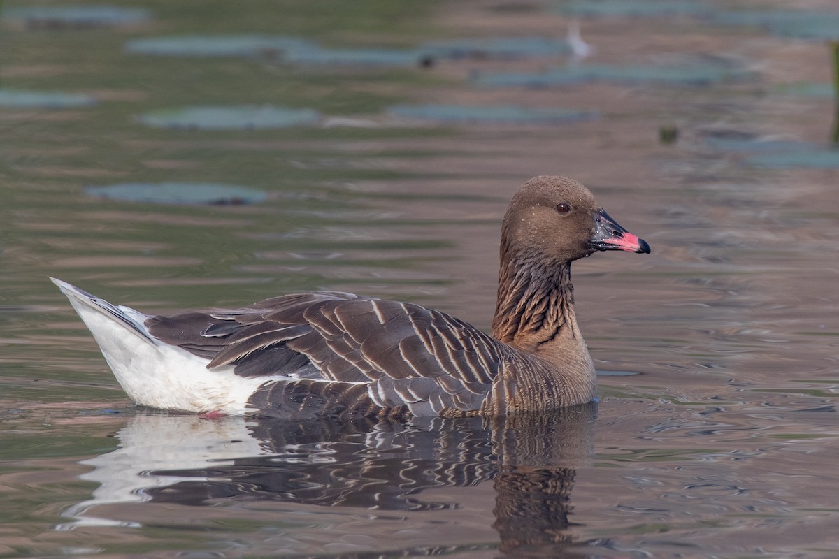 Pink-footed Goose at St. John's--MUN--Burton's Pond by Randy Walker