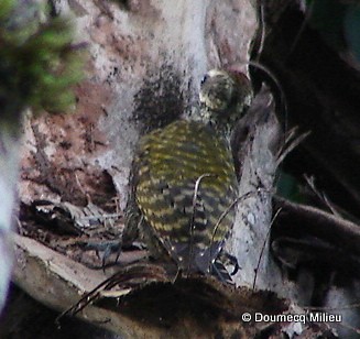 White-spotted Woodpecker - Ricardo  Doumecq Milieu