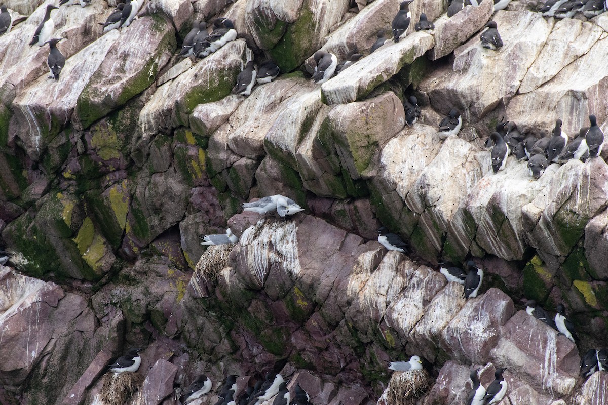 Thick-billed Murre at Witless Bay Eco. Reserve--Gull Island by Randy Walker