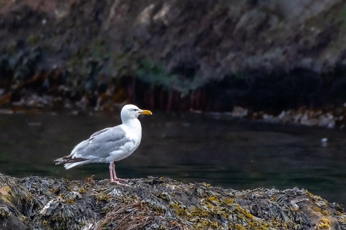 Herring Gull at Witless Bay Eco. Reserve--Gull Island by Randy Walker