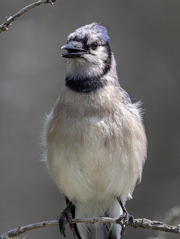 Blue Jay - Vermont eBird