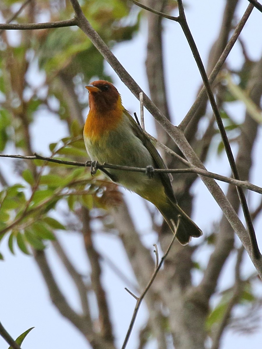 Rufous-headed Tanager - ML59257371