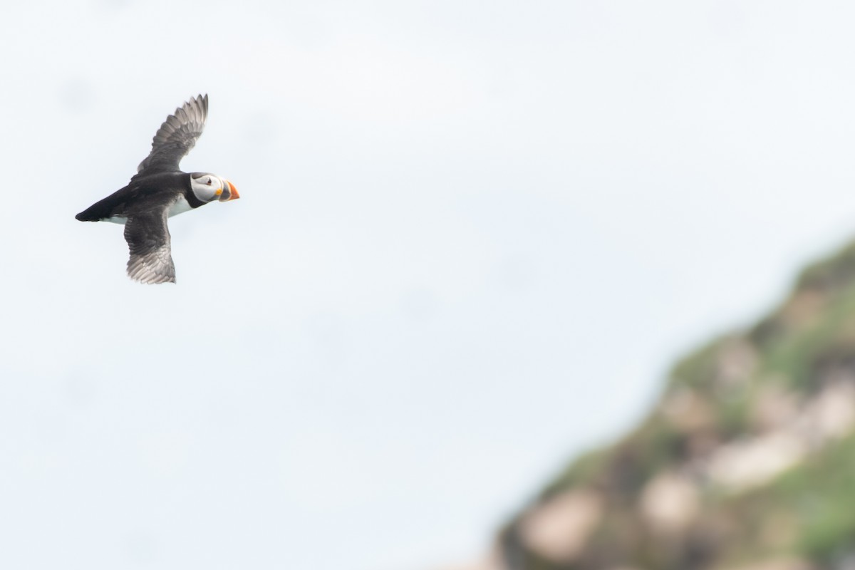 Atlantic Puffin at Witless Bay Eco. Reserve--Gull Island by Randy Walker