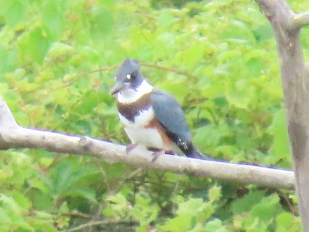 Belted Kingfisher - ML592574091