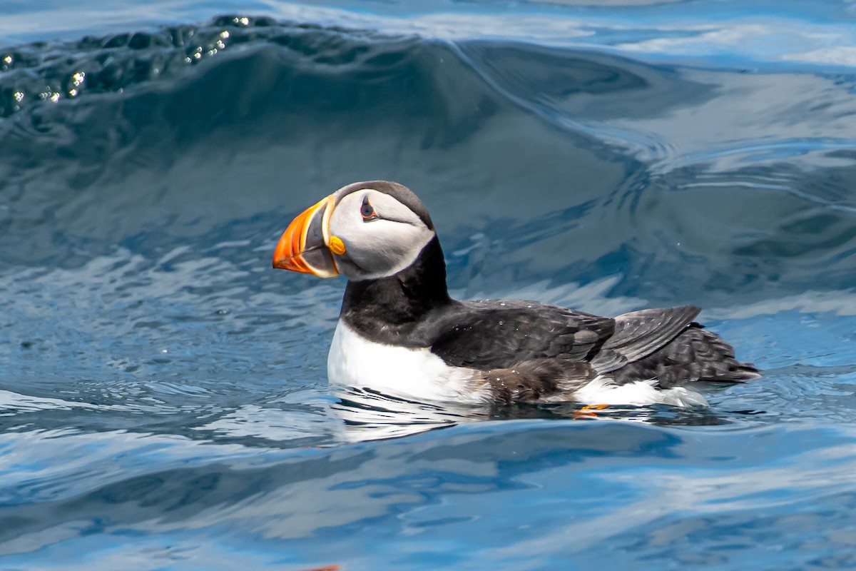Atlantic Puffin at Witless Bay Eco. Reserve--Gull Island by Randy Walker