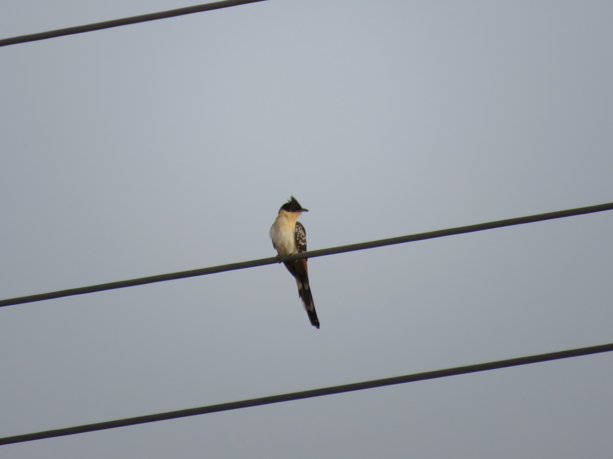 Great Spotted Cuckoo - ML592574361
