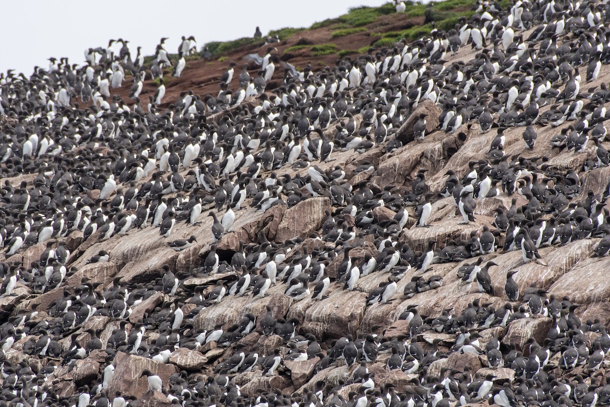 Common Murre at Witless Bay Eco. Reserve--Gull Island by Randy Walker