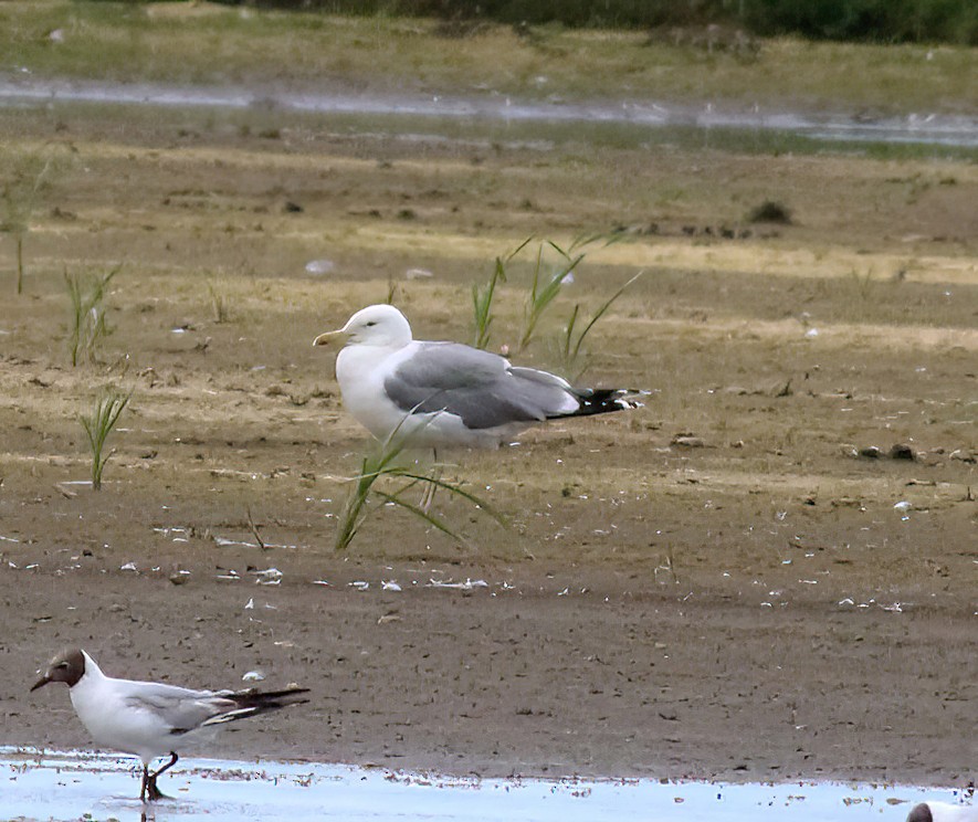 Caspian Gull - ML592576111