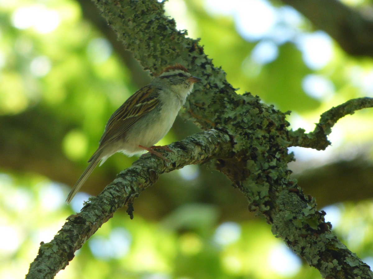 Chipping Sparrow - ML592577051