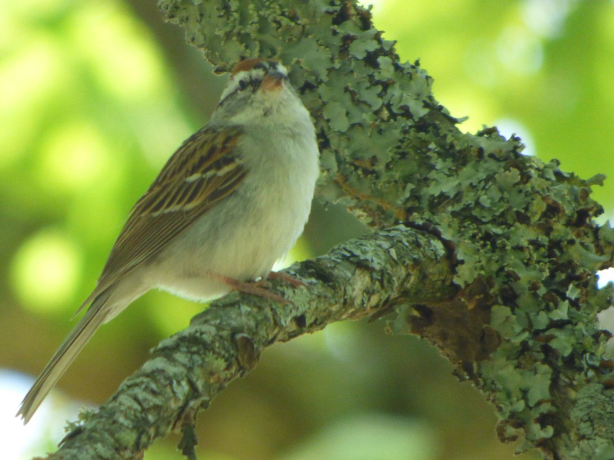 Chipping Sparrow - ML592577061