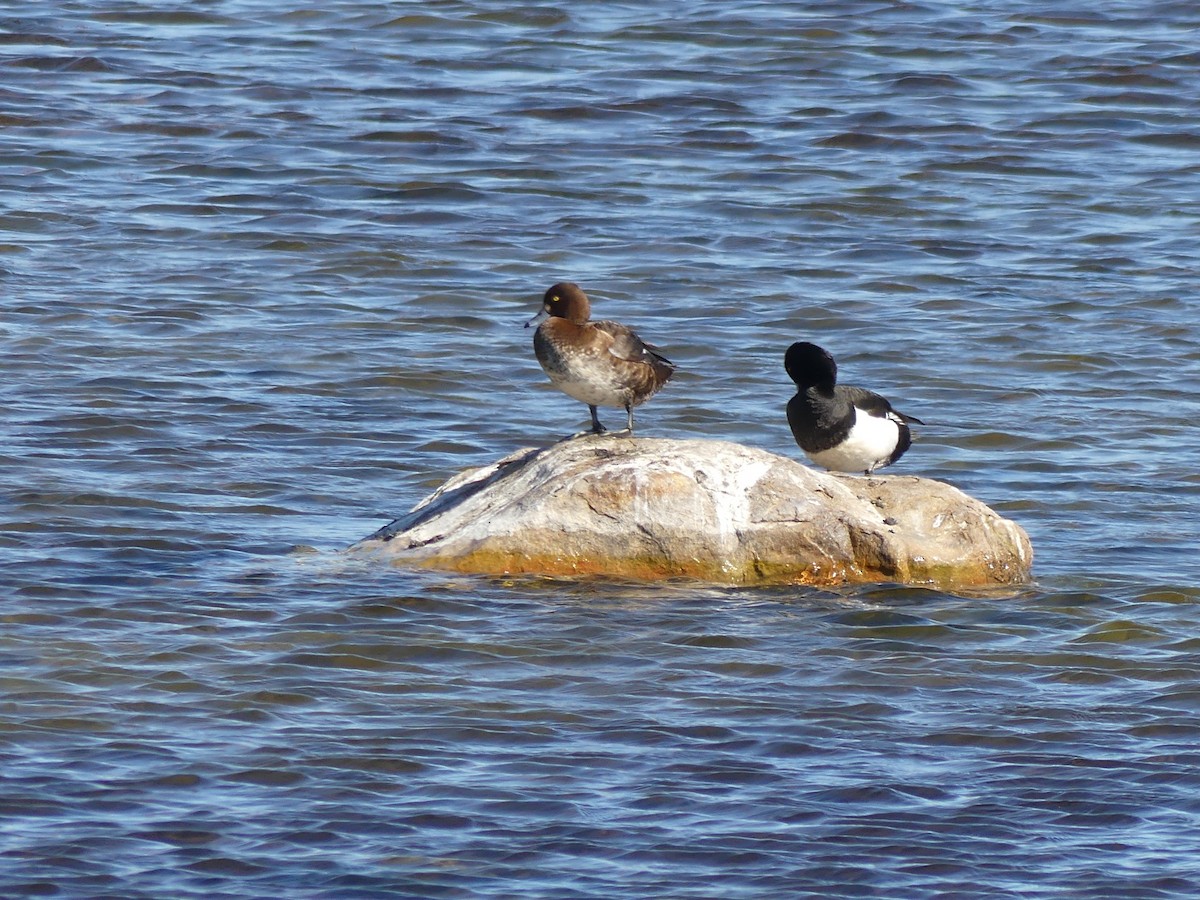 Tufted Duck - ML592578391