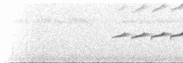 Gray-bellied Antbird - ML592579391