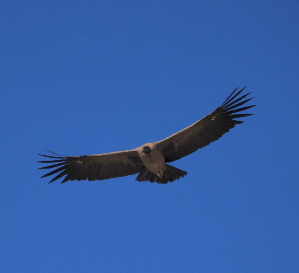 Andean Condor - ML592583941