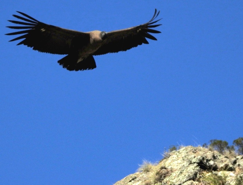 Andean Condor - ML592583951