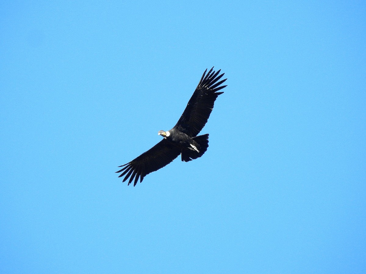 Andean Condor - ML592583961