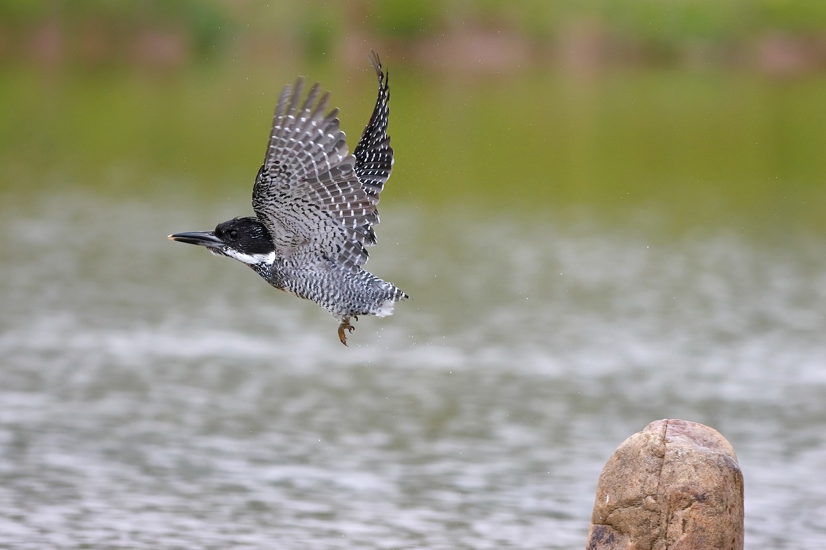 Crested Kingfisher - ML592587271