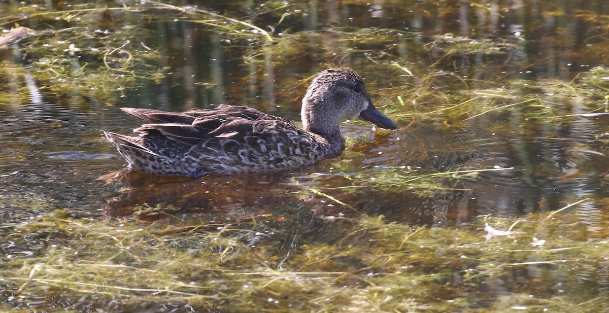 Green-winged Teal - ML592588971