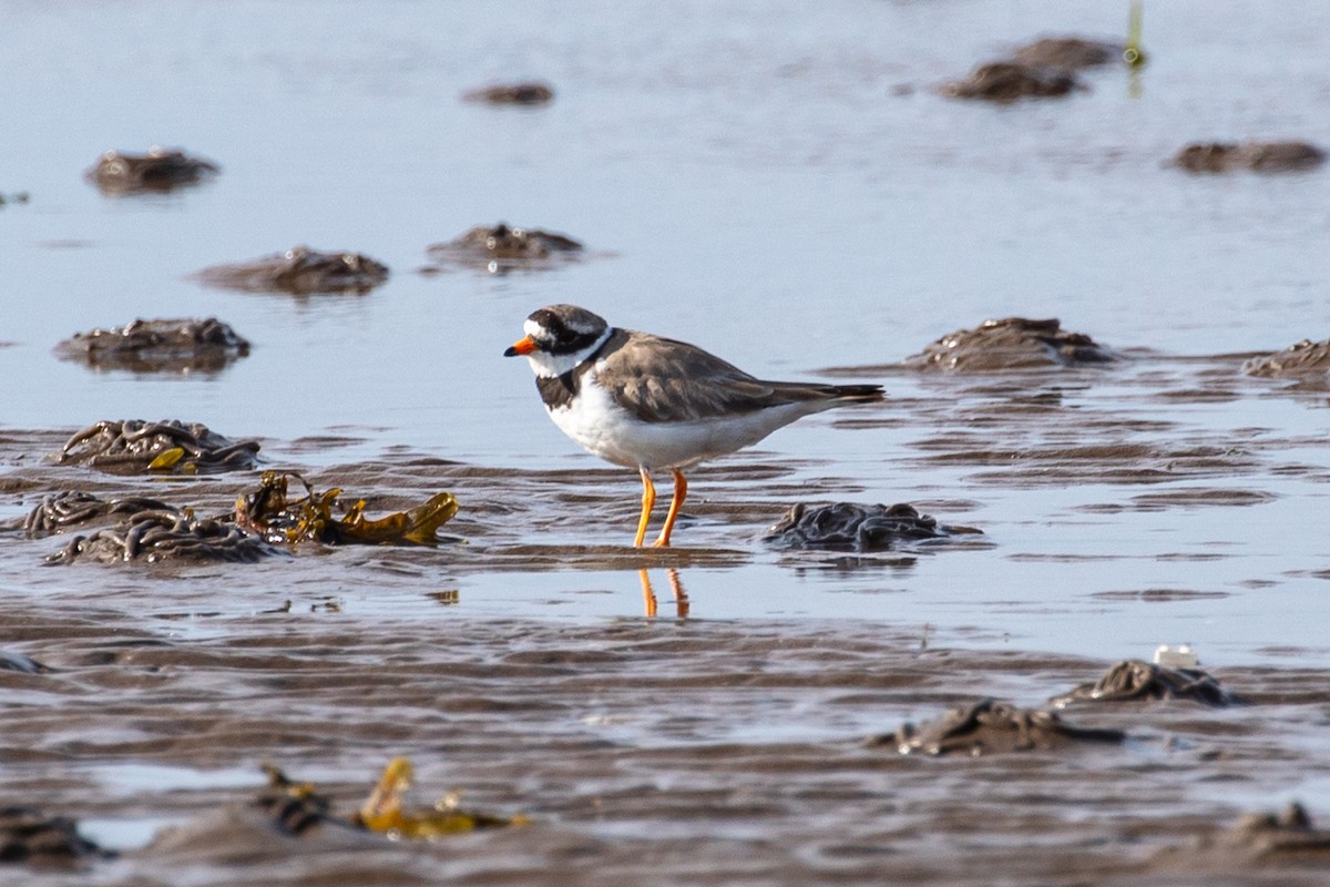 Common Ringed Plover - ML592591401