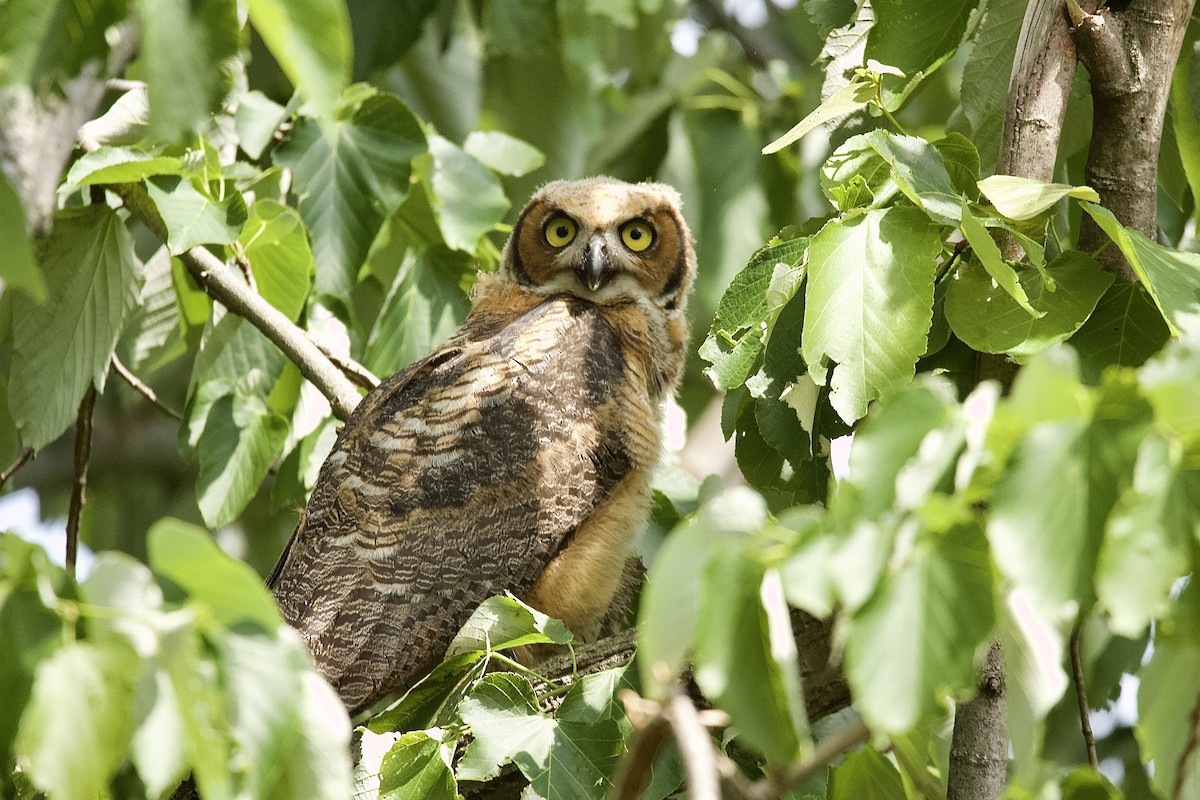Great Horned Owl - ML592592231
