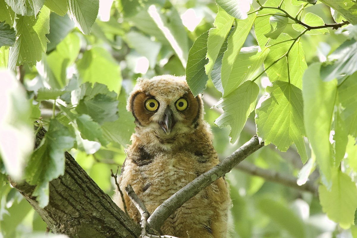 Great Horned Owl - ML592592241