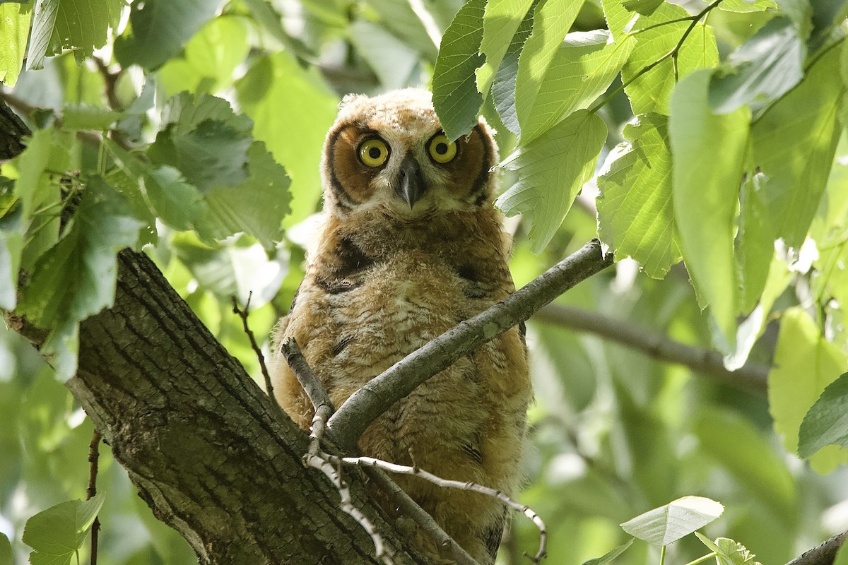 Great Horned Owl - ML592592281