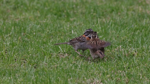 Rufous-collared Sparrow - ML592595531