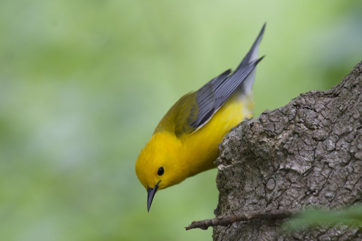 Prothonotary Warbler - ML59259581