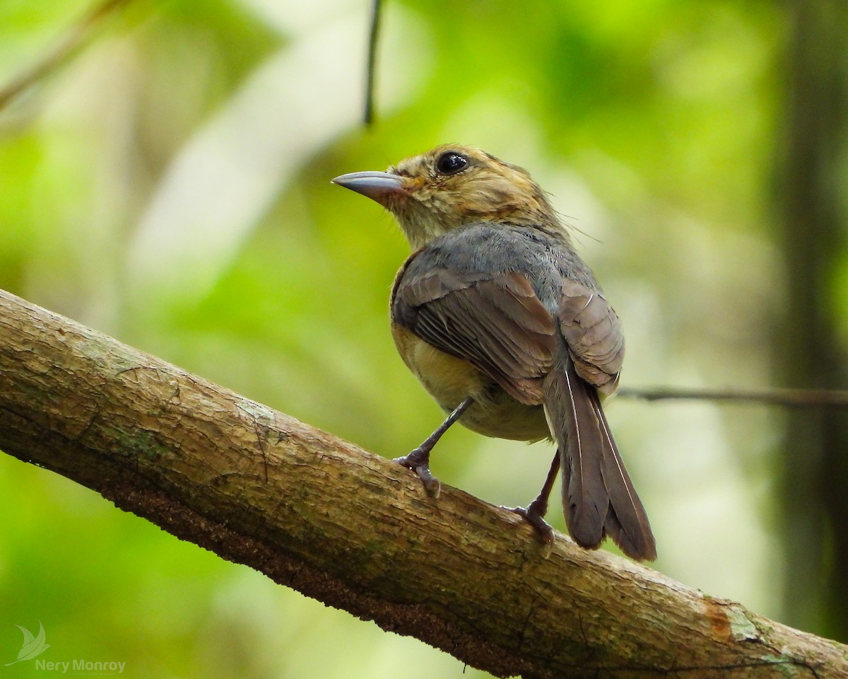 Gray-throated Chat - ML592595871