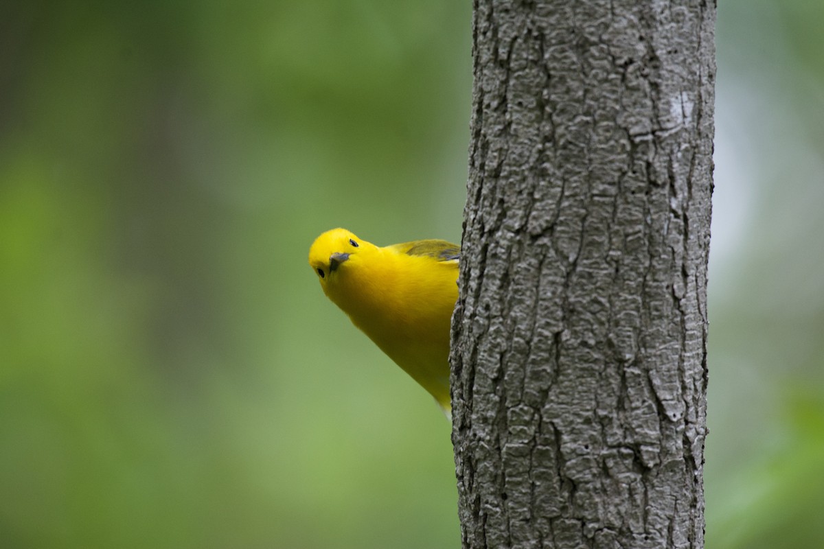 Prothonotary Warbler - ML59259651