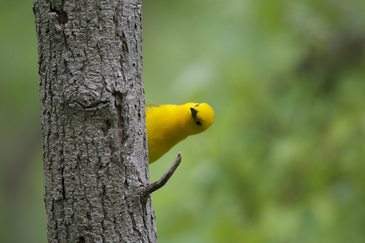 Prothonotary Warbler - ML59259711