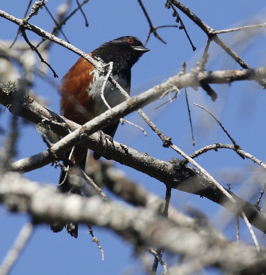 Spotted Towhee - ML592598221