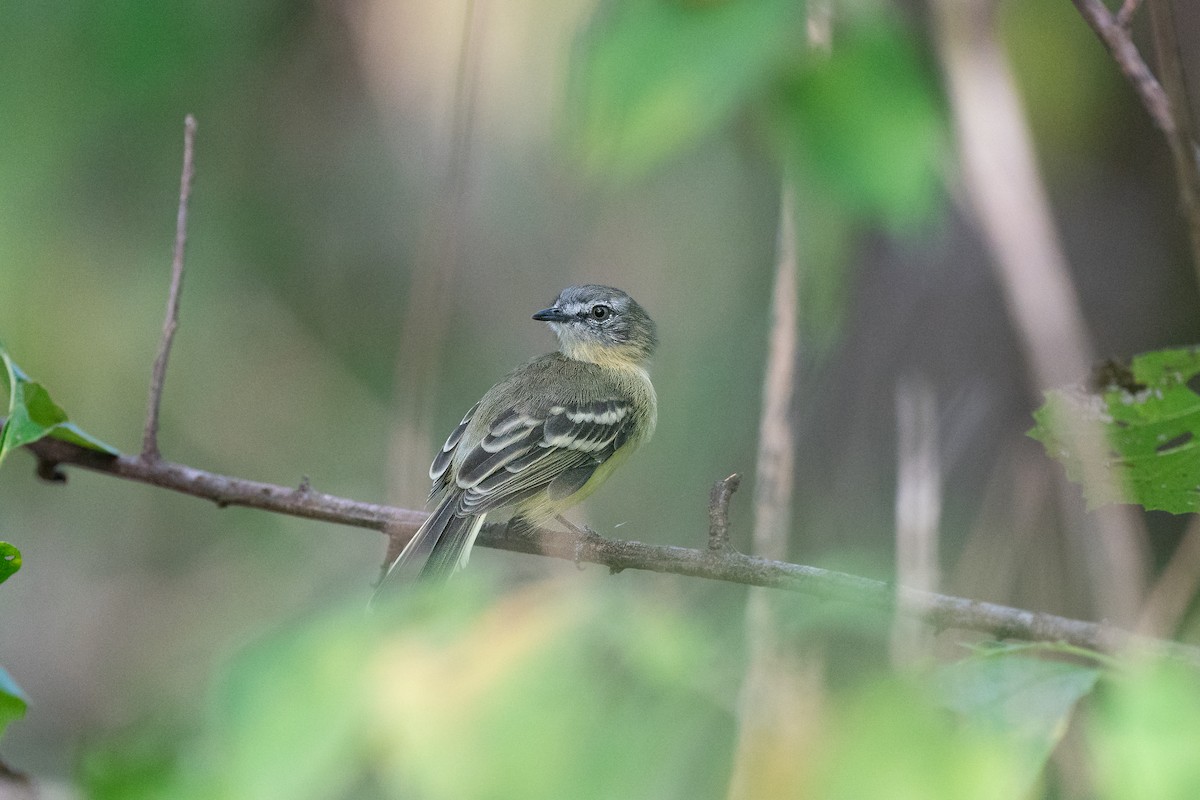 Pale-tipped Tyrannulet - ML592598981