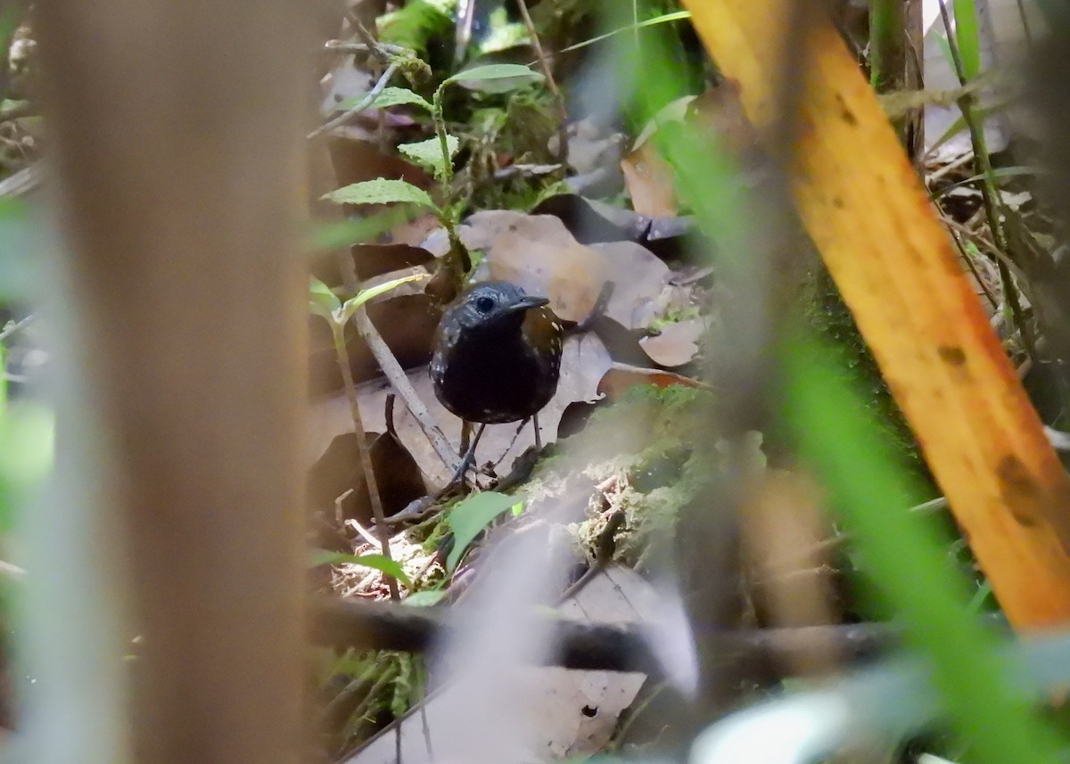 Gray-bellied Antbird - ML592600571