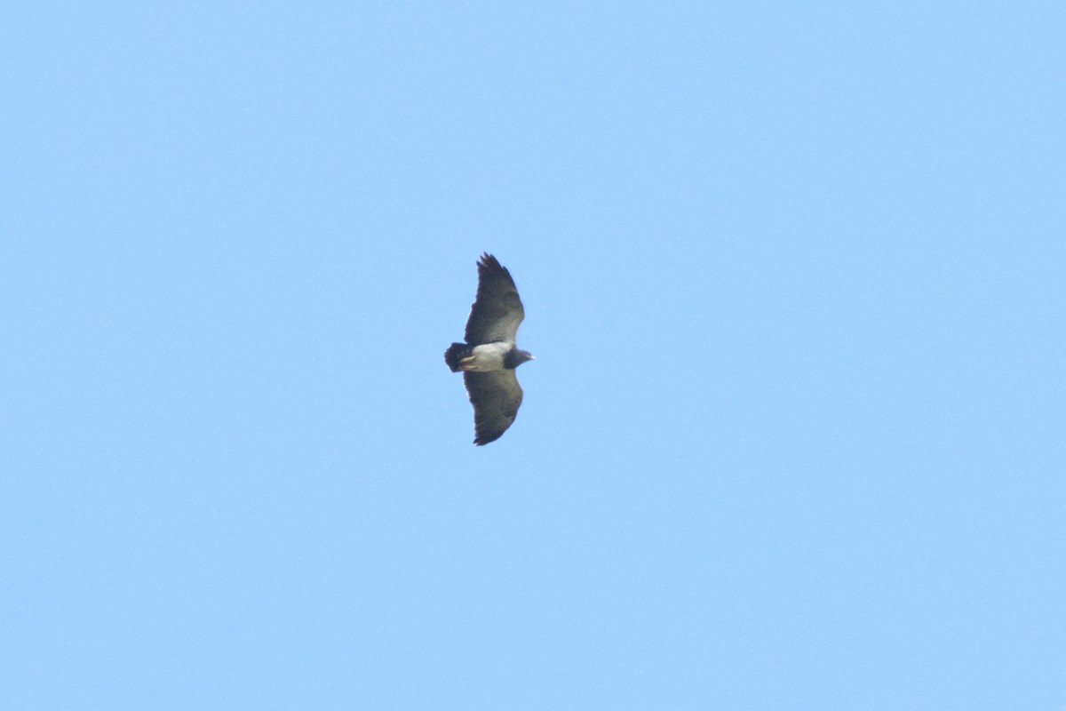 Black-chested Buzzard-Eagle - ML592606301