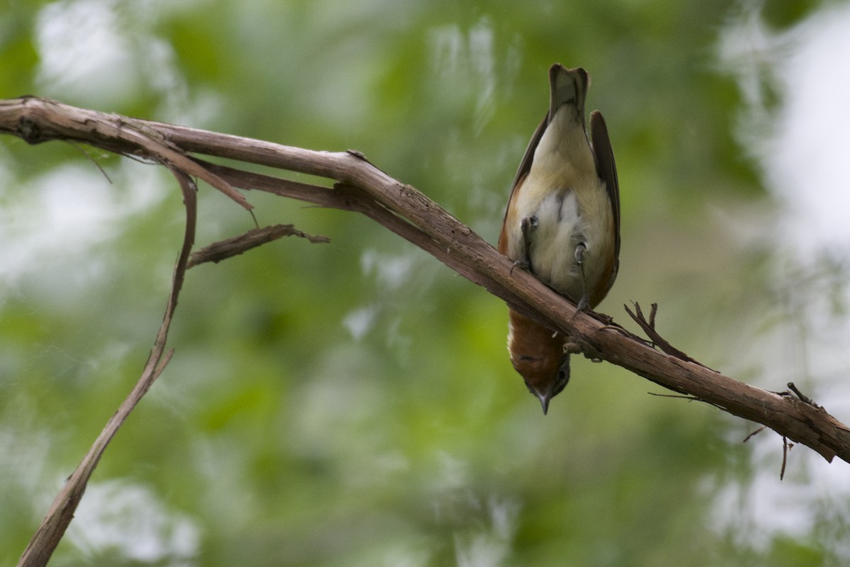 Bay-breasted Warbler - Ben Davis