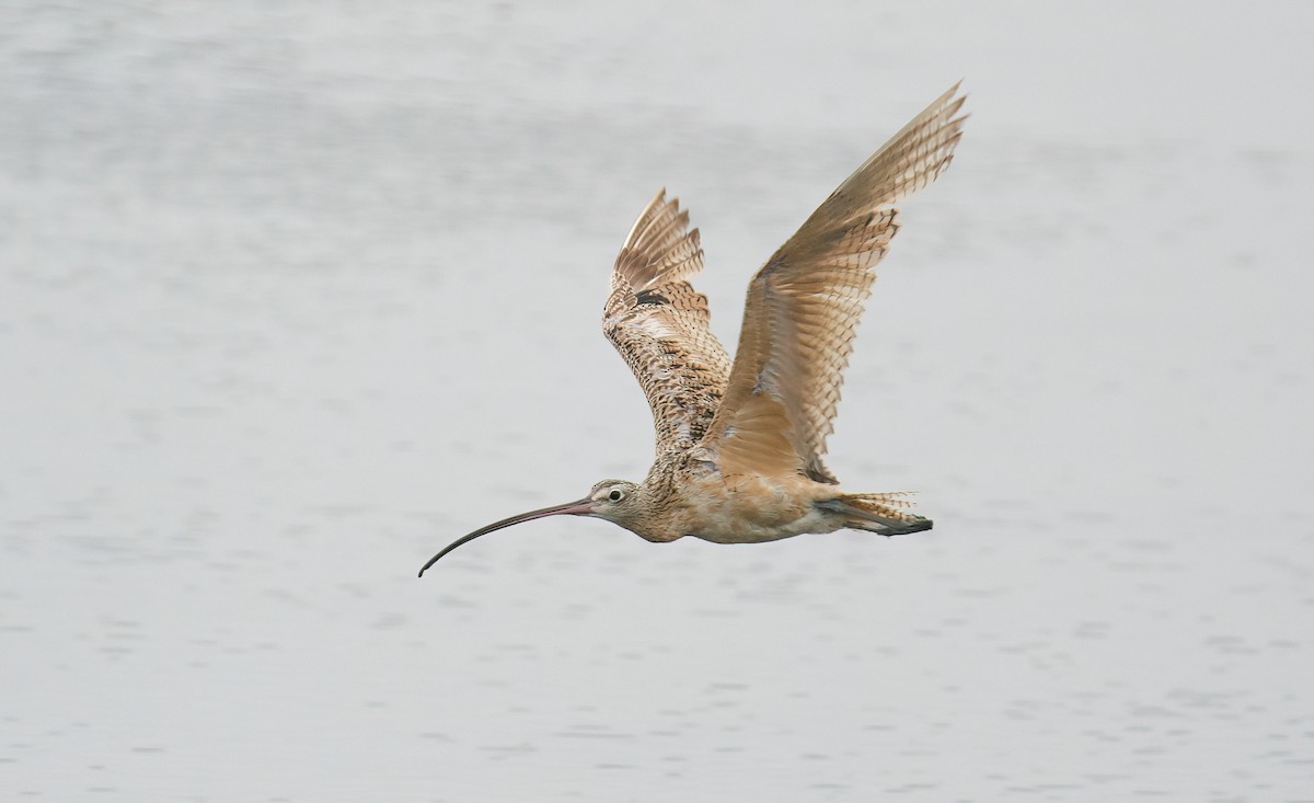 Long-billed Curlew - ML592608331